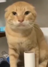 Pet Products